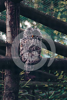 Curious owl in the zoo