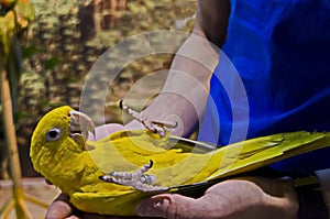 Curious parrot or Psittaciformes with mixed yellow and green feathers lies on the doctor`s hand