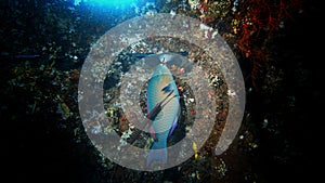 A curious Parrrotfish, looking at the reflection of itself