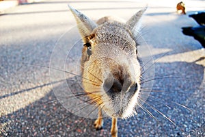 Curious Patagonian Mara at the Zoo. A curious animal.