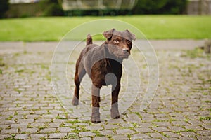 Curious Patterdale Terrier