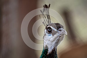 Curious peacock, close-up portrait with an eye