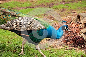 Curious peacock at Leeds castle, UK