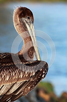 Curious Pelican