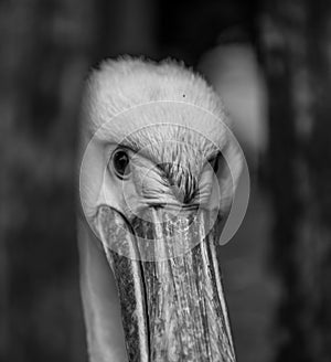 Curious Pelican in B&W