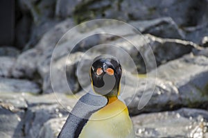 A curious Penguin see photographer