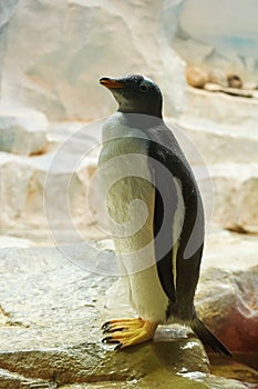 Curious penguin walking on the cold water edge