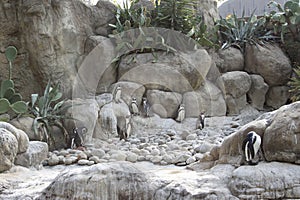 Curious penguins bask in the rays of the gentle sun. photo