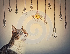 Curious and pensive, striped cat looking up attentive thinking of entertaining ideas as choosing a hanging glowing light bulb from