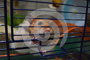 Curious pet long-haired Syrian hamster