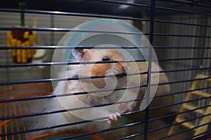 Curious pet long-haired Syrian hamster