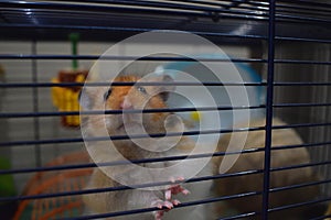 Curious pet long-haired Syrian hamster