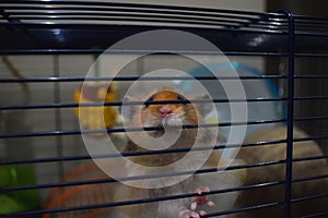 Curious pet long-haired Syrian hamster