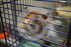 Curious pet long-haired Syrian hamster