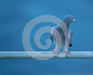 Curious Pidgeon With Copy Space