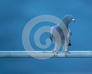 Curious Pidgeon With Copy Space photo
