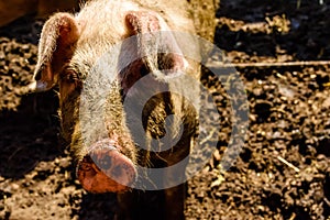 Curious pig in a pigpen at a farmyard