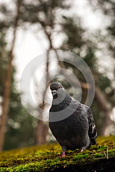 a curious pigeon on a mossy roof against the backdrop of a forest