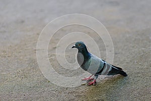 Curious pigeon stands alone on paved ground.