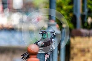 A curious pigeon steals a stare