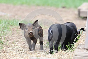 Curious Piglet