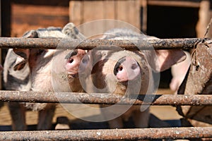 Curious pigs at cage, takes out their nose through the fence