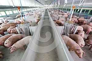 Curious pigs in Pig Breeding farm in swine business in tidy and clean indoor housing farm