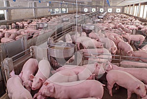 Swine Farm with Mother Pig and Piglets photo