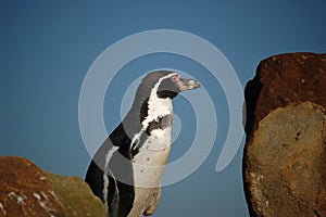 Curious pinguin on lookout