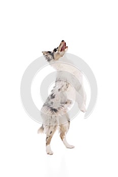 Curious, playful Australian Shepherd dog stands tall on its back legs against white studio background.