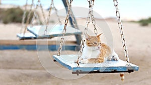 Curious playful cat rides on retro wooden swing.