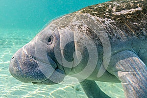 West Indian Manatee Approaches the Camera photo