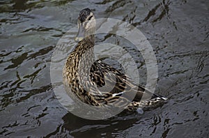A curious pockmarked duck swims in a circle.