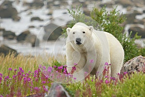 Curious Polar Bear closing in photo