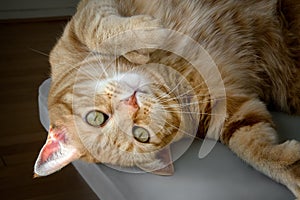 Curious polydactyl ginger cat looking at camera.