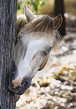 A Curious Pony Hiding behind a Tree.