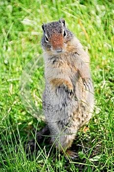 A curious prairie dog, Banff National Park, Canada