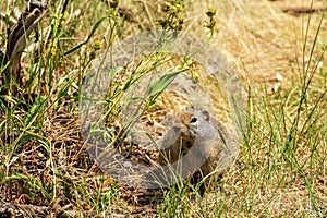 Curious Prairie Dog in Yellowstone National Park