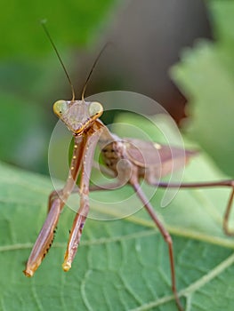 praying mantis on green leaf closeup macro