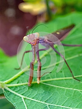praying mantis on green leaf closeup macro