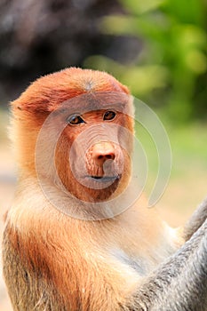 Curious Proboscis Monkey