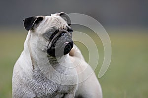 Curious pug