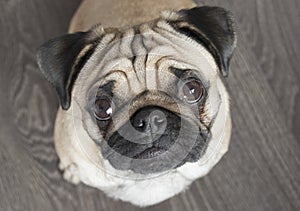 Curious pug