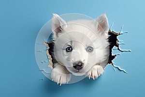 Curious Pup: White Puppy\'s Peekaboo in Blue Wall. Ai generated