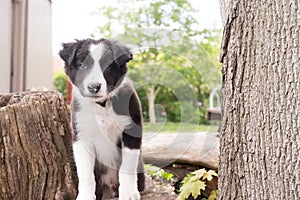 Curious Puppy