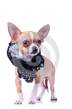 Curious puppy Chihuahua