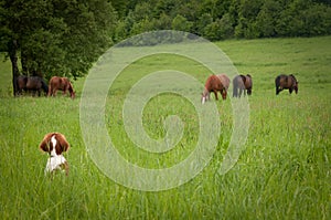 Curious puppy with horses on a meadow.