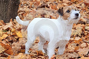 Curious puppy of jack russell terrier is standing in the autumn park.