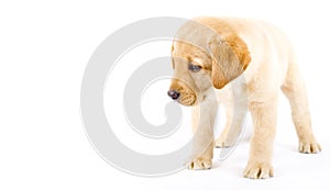 Curious Puppy Labrador retriever cream