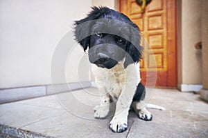 Curious puppy looking at camera